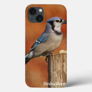 Coques Pour iPhone Geai bleu