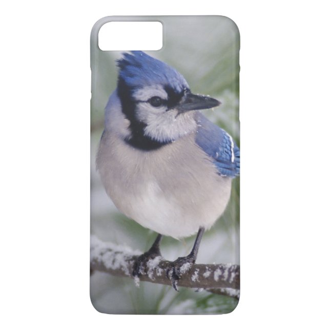 Coques Case-Mate iPhone Geai bleu, Cyanocitta cristata (Dos)