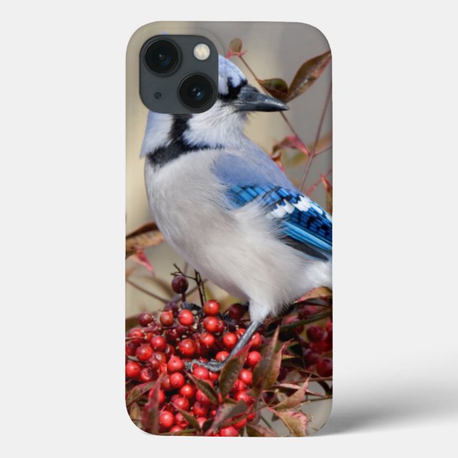 Coques Case-Mate iPhone Geai bleu dans le bambou céleste Nandina (Verso)