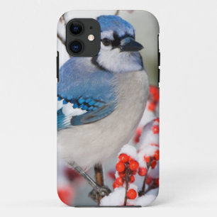Coque Case-Mate Pour iPhone Geai bleu dans l'Ilex verticillé
