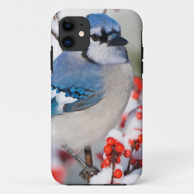 Coques Case-Mate iPhone Geai bleu dans l'Ilex verticillé (Dos)