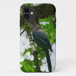Case-Mate iPhone Case Geai de Steller dans le parc national de Yosemite