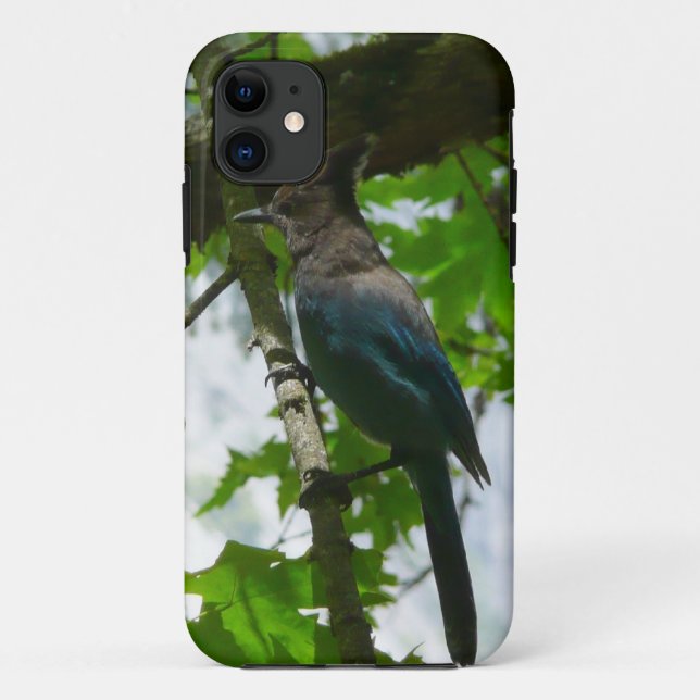 Coques Case-Mate iPhone Geai de Steller dans le parc national de Yosemite (Dos)