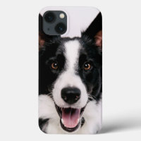 Getty Images | A Smiling Border Collie