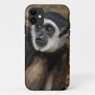 Coque iPhone 11 Gibbon (Hylobates Lar) à poitrine blanche, singe