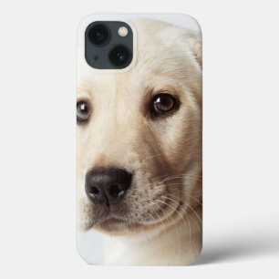 Case-Mate iPhone Case Golden Labrador Puppy Closeup