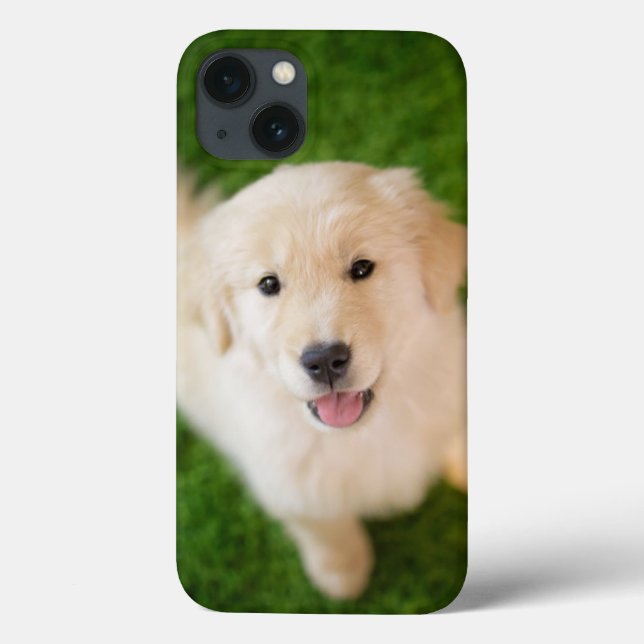 Coques Case-Mate iPhone Golden Retriever (Verso)