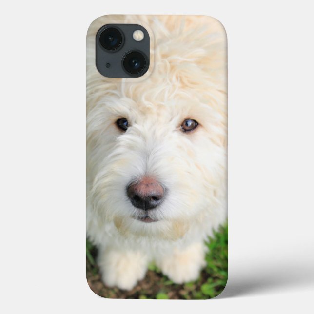 Coques Case-Mate iPhone Goldendoodle Puppy Looking At Camera (Verso)