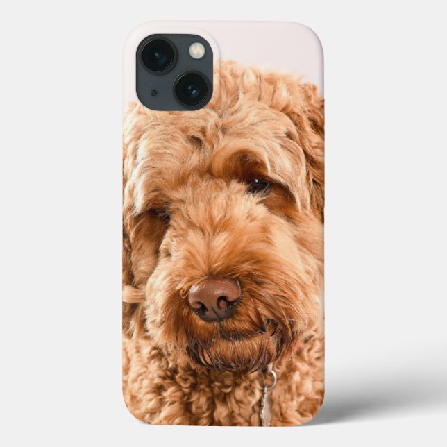 Coques Case-Mate iPhone Goldendoodle Studio Portrait (Verso)