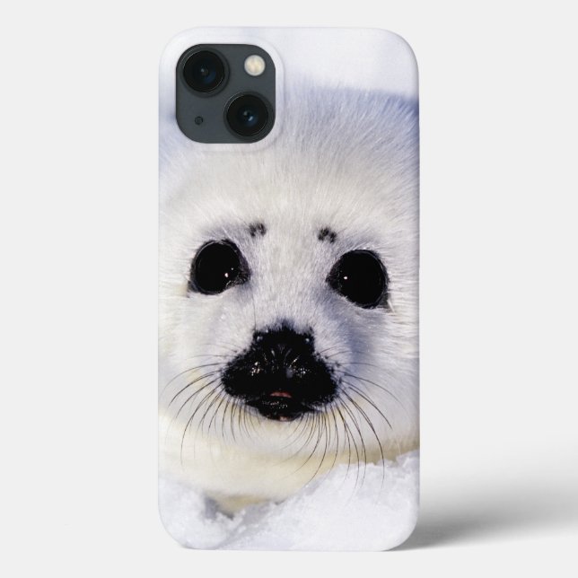 Coques Case-Mate iPhone Golfe de glace de bébé phoque d'harpe de St (Verso)