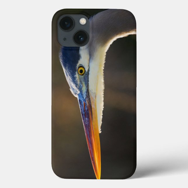Coques Case-Mate iPhone Great Blue Heron, close up portrait (Verso)