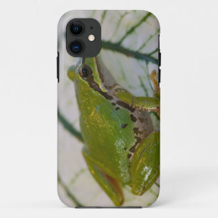 Coque iPhone 11 Grenouille arboricole du Pacifique sur des fleurs