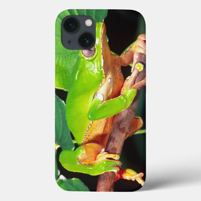 Coques Case-Mate iPhone Grenouille arboricole singe bicolore, Phyllomedusa (Verso)