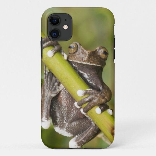 Coques Case-Mate iPhone Grenouille captive Tapichalaca Hyloscirtus (Dos)