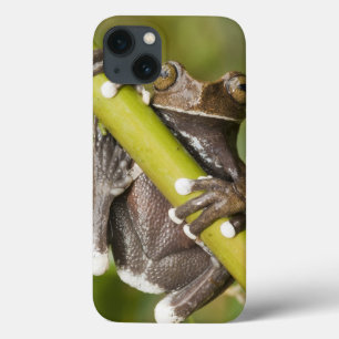 Etui iPhone 13 Grenouille d'arbre captive de Tapichalaca