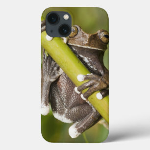 iPhone 13 Case Grenouille d'arbre captive de Tapichalaca