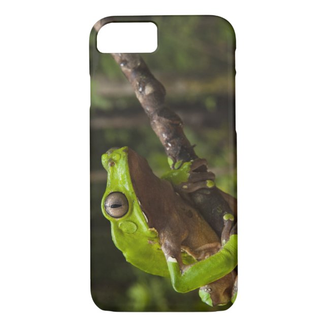 Coques Case-Mate iPhone Grenouille géante Phyllomedusa bicolor) (Dos)