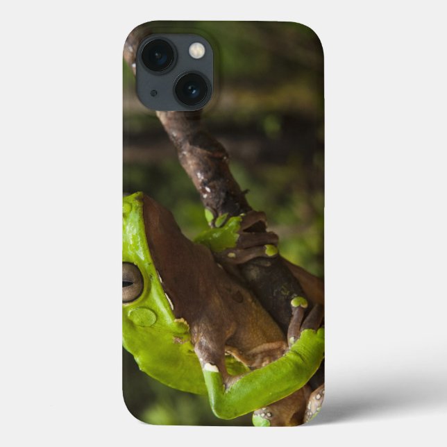 Coques Case-Mate iPhone Grenouille géante Phyllomedusa de feuille (Verso)