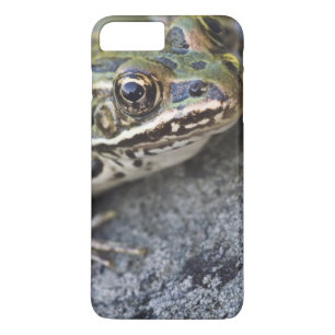 Coque Case-Mate iPhone grenouille léopard du Nord, île de la voie maritim