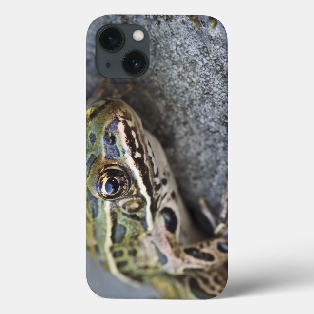 Coques Case-Mate iPhone Grenouille léopard du nord, Île transparente, (Verso)