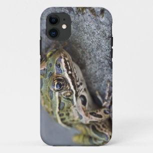 Coque Case-Mate Pour iPhone Grenouille léopard du nord, Île transparente,