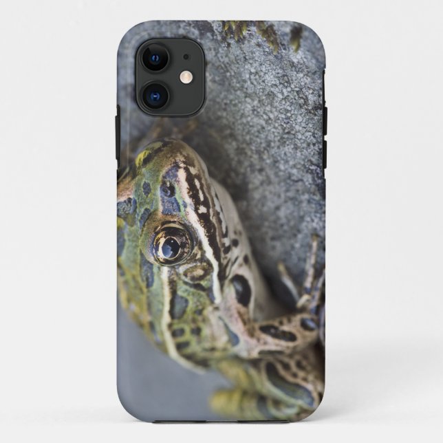 Coques Case-Mate iPhone Grenouille léopard du nord, Île transparente, (Dos)