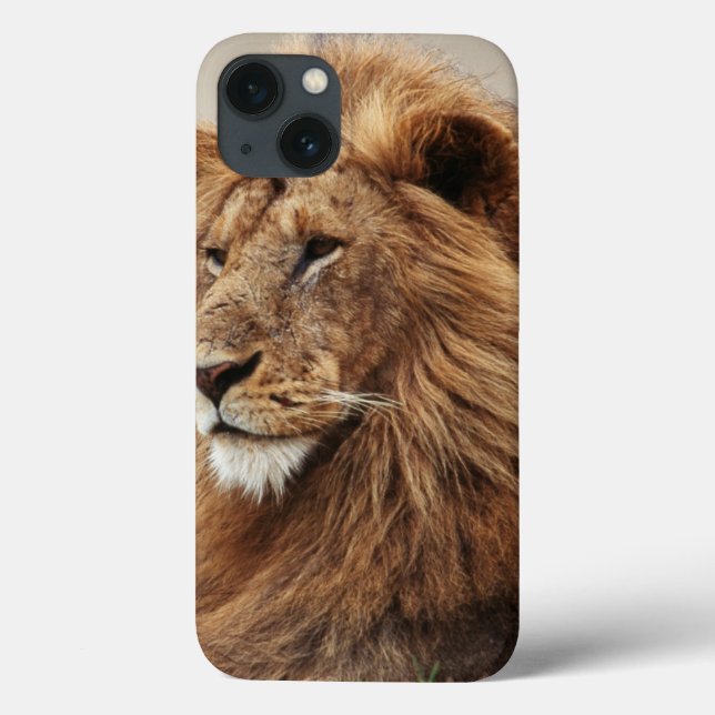 Coques Case-Mate iPhone Gros plan de lion mâle (Verso)
