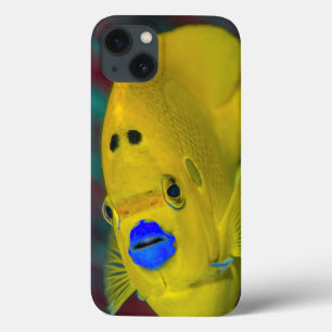 Etui iPhone 13 Gros plan de poisson-ange