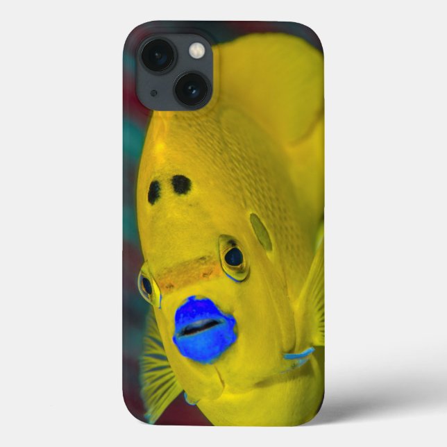 Coques Case-Mate iPhone Gros plan de poisson-ange (Verso)