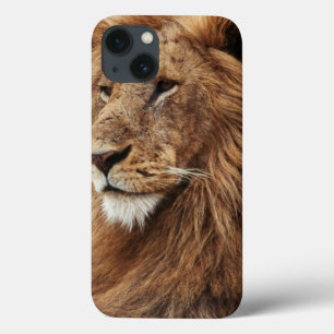 Etui iPhone 13 Gros plan du lion mâle