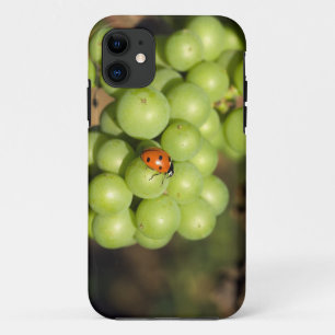 Coque Case-Mate Pour iPhone Gros plan d'une coccinelle sur des raisins verts P