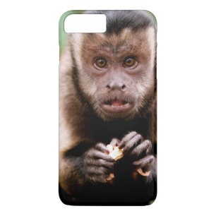 Etui iPhone Case-Mate Gros plan sur un capucin à tête noire
