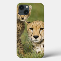 Guépard, jubatus d'Acinonyx, avec l'petit animal
