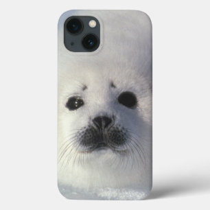 Etui iPhone 13 Harp seal Phoca groenlandica) A week-old harp