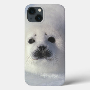 iPhone 13 Coque Harpe d'une semaine du groenlandica de Phoca de