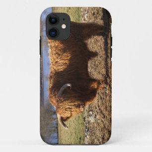 Coques Pour iPhone Highland Cattle Bull, Écosse