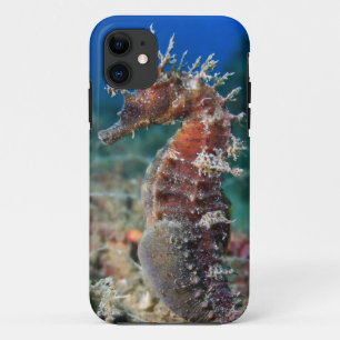 Coque Case-Mate Pour iPhone Hippocampe Ramulosus de l'hippocampe