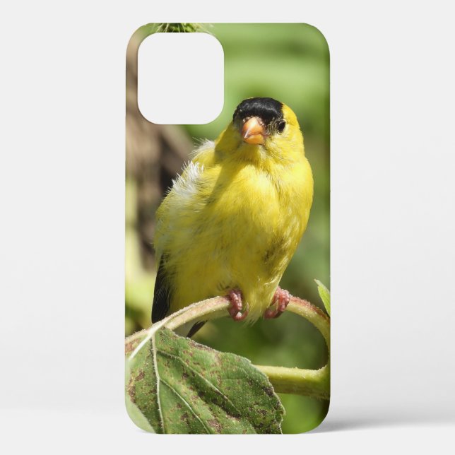 Coques Case-Mate iPhone Homme Américain Goldfinch (Verso)