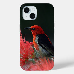 Coque Case-Mate iPhone Honneur de Scarlet Oiseau exotique