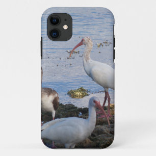 Coque iPhone 11 Ibis birds on the shore of Florida Bay