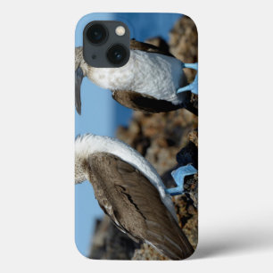 Coque Case-Mate iPhone Îles de Galapagos, île d'Isabela
