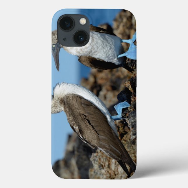 Coques Case-Mate iPhone Îles Galapagos, île Isabela (Verso)