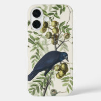 Illustration Audubon Black Crow American Bird