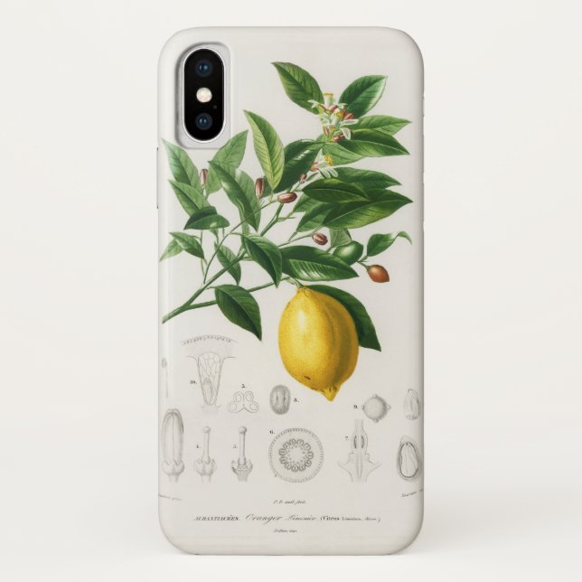 Coques Case-Mate iPhone Illustration botanique de fruit d'agrumes de citro (Dos)
