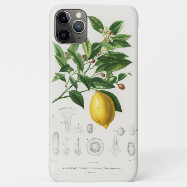 Coques Case-Mate iPhone Illustration botanique de fruit d'agrumes de citro (Dos)