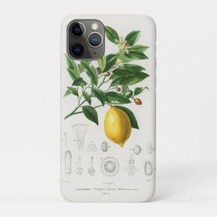 Case-Mate iPhone Case Illustration botanique de limonium de fruit d'agru