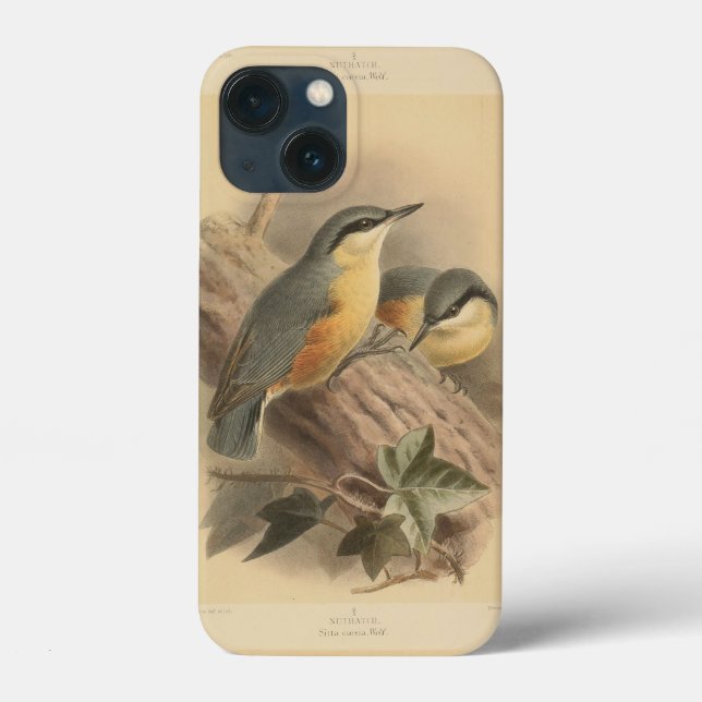 Coques Case-Mate iPhone Illustration vintage de sittelle (Verso)