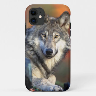 Coques Pour iPhone Image de photographie de loup