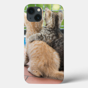 iPhone 13 Case Images de Getty   deux chatons sur un balcon