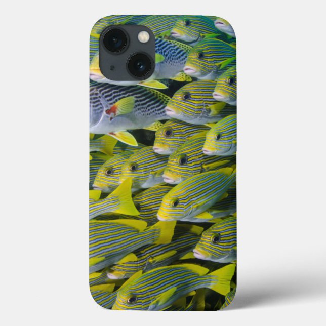 Coques Case-Mate iPhone Indonésie. Bancs de poissons (Verso)